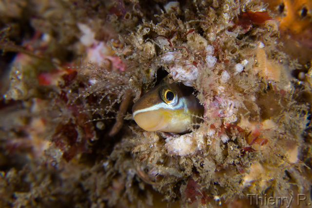 Plagiotremus rhinorhynchos - Blue Lined Sabretooth Blenny - Shar