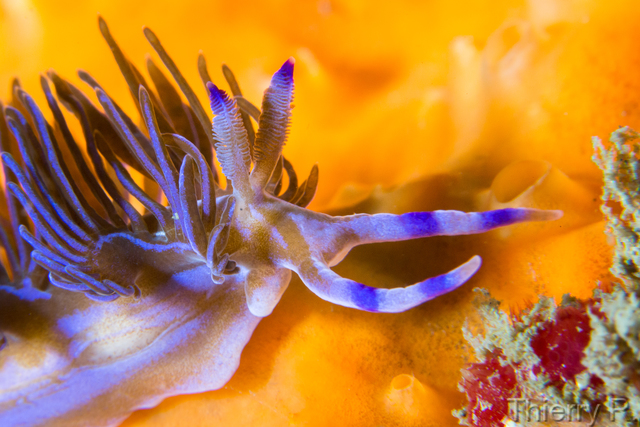 Pteraeolidia ianthina - Blue Dragon - Shark Point
