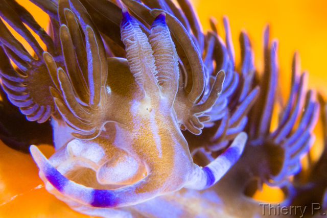 Pteraeolidia ianthina - Blue Dragon - Shark Point
