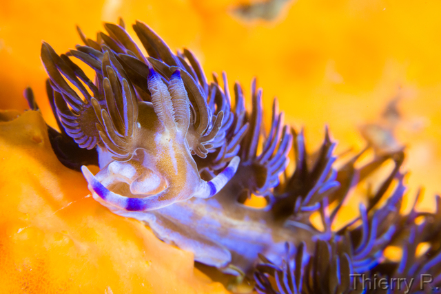 Pteraeolidia ianthina - Blue Dragon - Shark Point