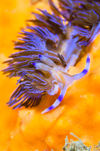 Pteraeolidia ianthina - Blue Dragon - Shark Point