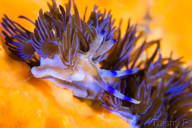 Pteraeolidia ianthina - Blue Dragon - Shark Point