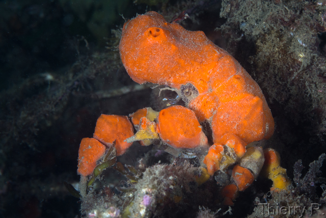 Hyastenus elatus - Sponge Decorator Crab - Clifton Garden