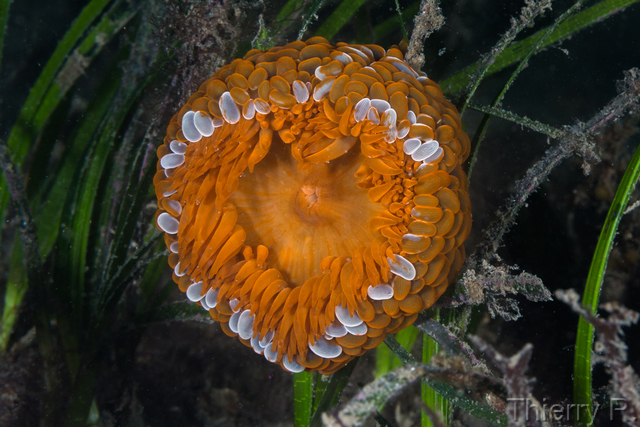 Phlyctenactis tuberculosa - Swimming anemone - Clifton Garden
