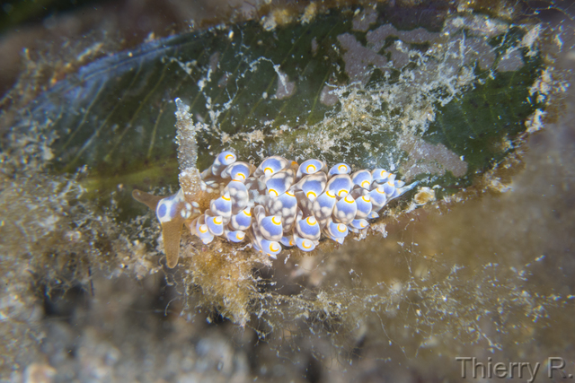 Baeolidia australis - Baeolidia australis - Clifton Garden