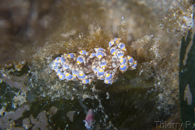Baeolidia australis - Baeolidia australis - Clifton Garden