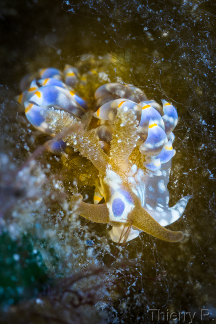Baeolidia australis - Baeolidia australis - Clifton Garden