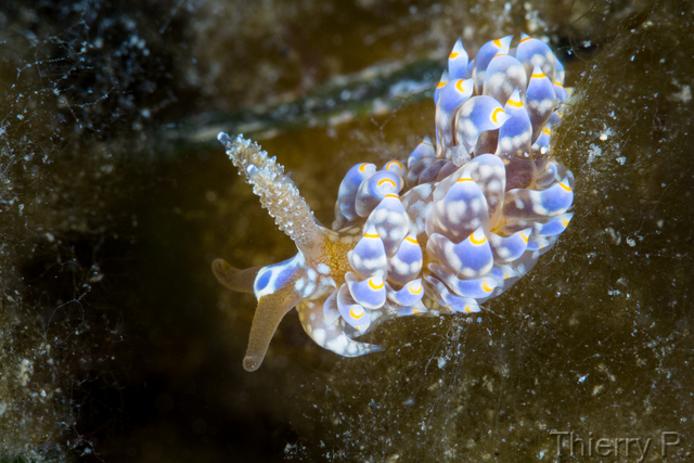 Baeolidia australis - Baeolidia australis - Clifton Garden