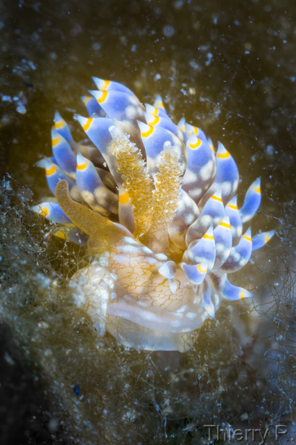 Baeolidia australis - Baeolidia australis - Clifton Garden