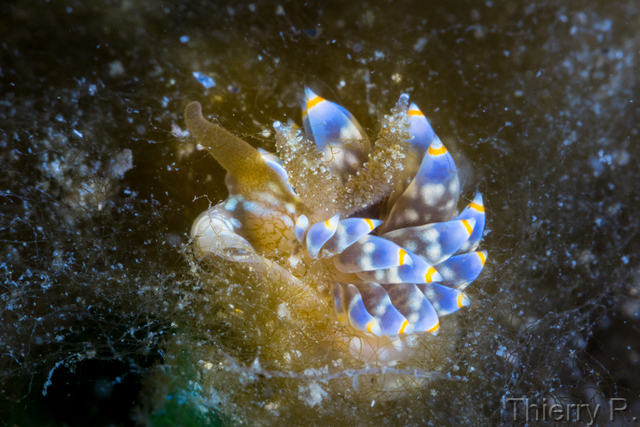 Baeolidia australis - Baeolidia australis - Clifton Garden