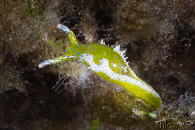 Oxynoe viridis - Oxynoe viridis - Clifton Garden