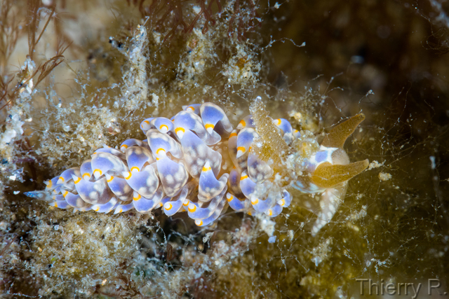 Baeolidia australis - Baeolidia australis - Clifton Garden