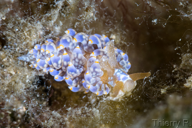 Baeolidia australis - Baeolidia australis - Clifton Garden