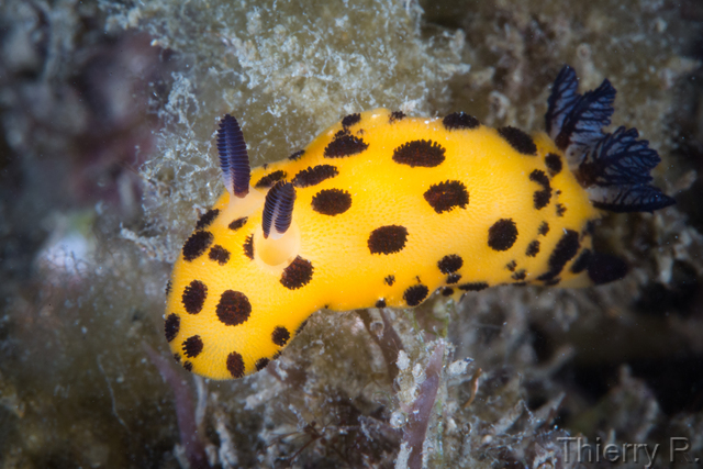 Jorunna sp - Black Spot Jorunna - Clifton Garden