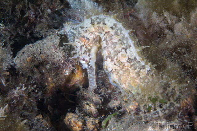 Hippocampus whitei - Whites Seahorse - Clifton Garden