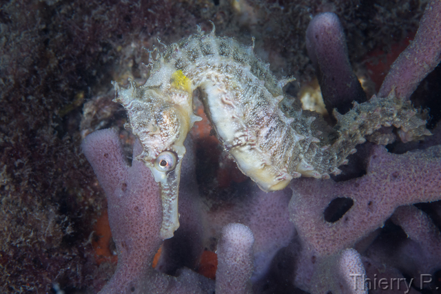 Hippocampus whitei - Whites Seahorse - Clifton Garden