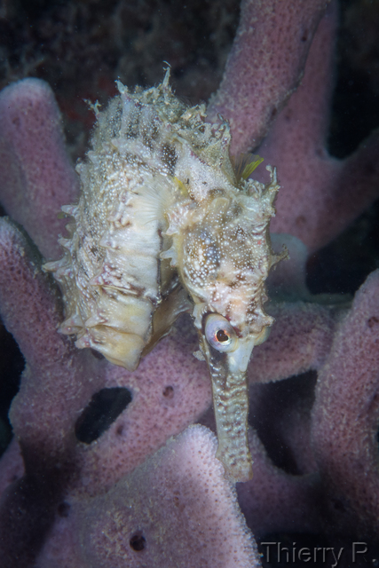 Hippocampus whitei - Whites Seahorse - Clifton Garden