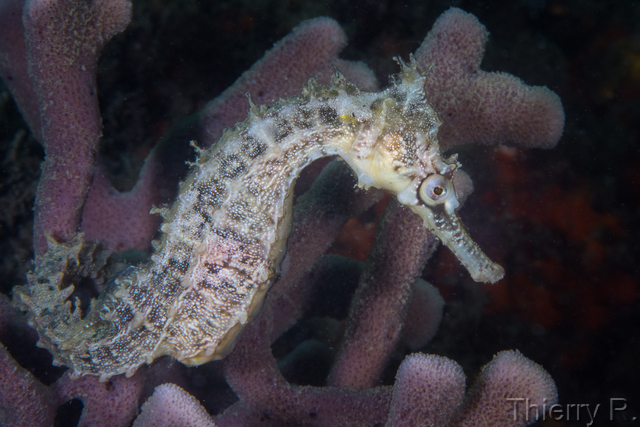 Hippocampus whitei - Whites Seahorse - Clifton Garden