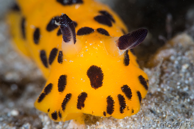 Jorunna sp - Black Spot Jorunna - Clifton Garden