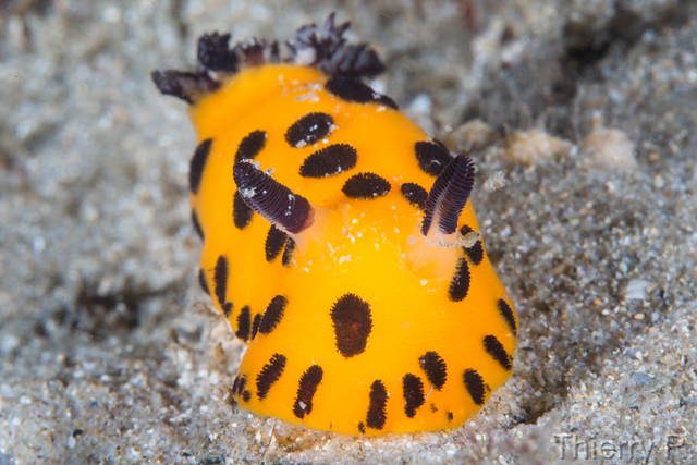 Jorunna sp - Black Spot Jorunna - Clifton Garden