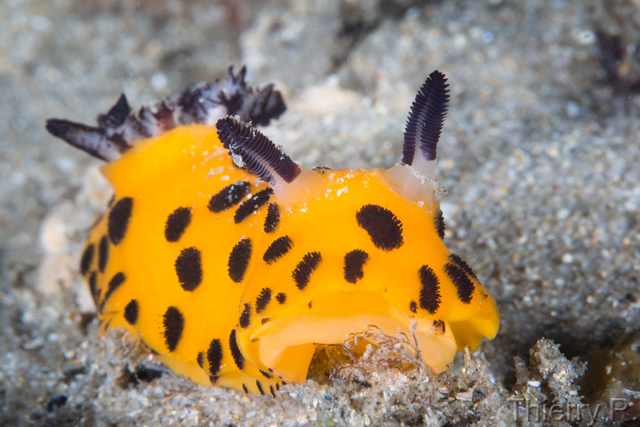 Jorunna sp - Black Spot Jorunna - Clifton Garden