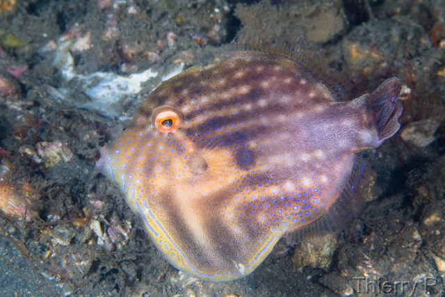Brachaluteres jacksonianus - Pygmy Leatherjacket - Clifton Garde