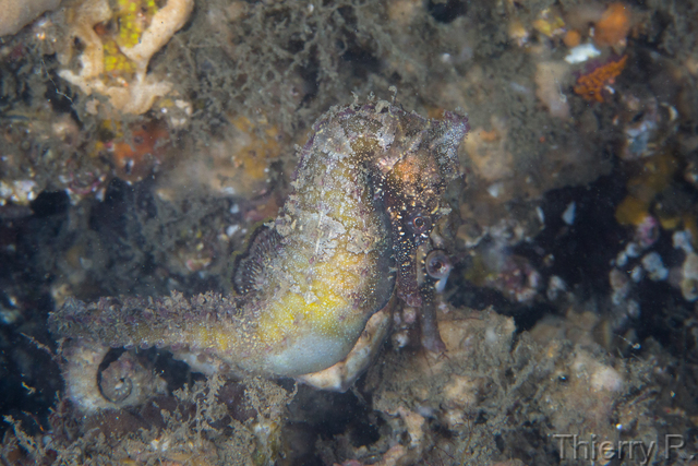 Hippocampus whitei - Whites Seahorse - Clifton Garden