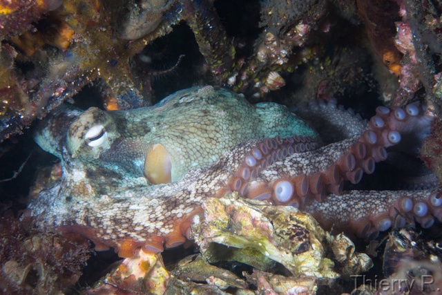 Octopus tetricus - Sydney Octopus - Clifton Garden
