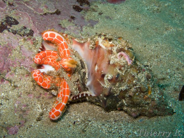 Pentagonaster duebeni - Vermilion Biscuit Starfish - The Leap