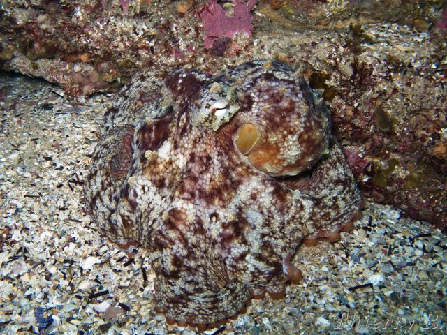 Octopus tetricus - Sydney Octopus - Little Bay