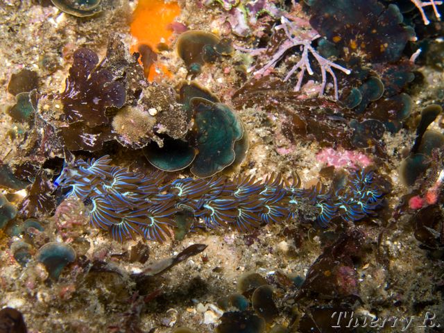 Pteraeolidia ianthina - Blue Dragon - Little Bay