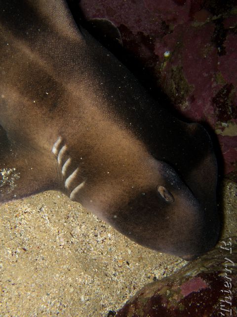 Heterodontus portusjacksoni - Port Jackson Shark - Little Bay