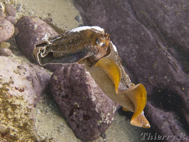 Sepia apama - Giant Cuttlefish - Little Bay