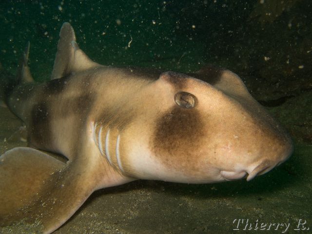 Heterodontus portusjacksoni - Port Jackson Shark - Bare Island