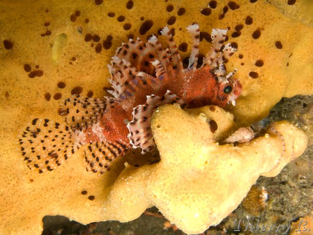 Dendrochirus brachypterus - Dwarf Lionfish - Bare Island