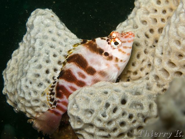 Cirrhitichthys aprinus - Blotched Hawkfish - Bare Island