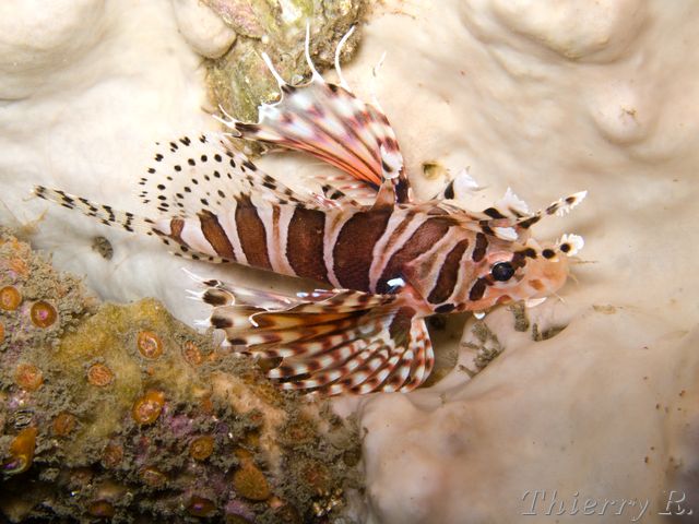 Dendrochirus zebra - Zebra Lionfish - Camp Cove