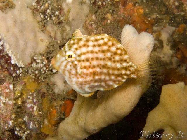 Brachaluteres jacksonianus - Pygmy Leatherjacket - Camp Cove