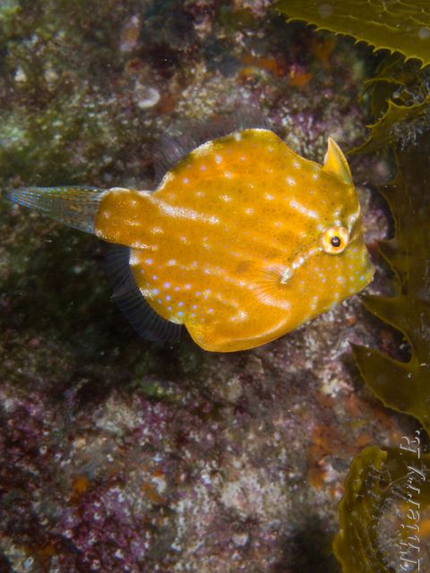 Brachaluteres jacksonianus - Pygmy Leatherjacket - Camp Cove