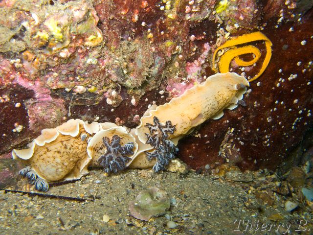 Aphelodoris varia - Variable Aphelodoris - Camp Cove