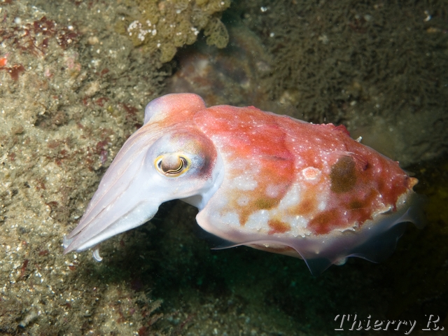 Sepia mestus - Red Cuttlefish - Bare Island
