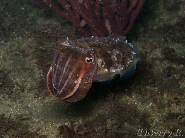 Sepia mestus - Red Cuttlefish - Bare Island