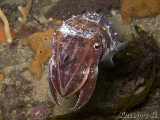Sepia mestus - Red Cuttlefish - Bare Island