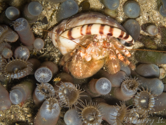 Dardanus lagopodes - Hairy Red Hermit Crab - Bare Island