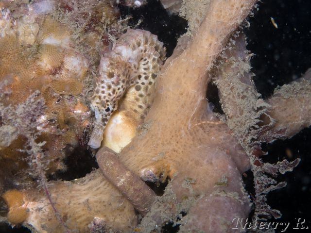 Hippocampus abdominalis - Big-belly Seahorse - Clifton Garden - rw_081126-9344.jpg rw_081126-9344.jpg
