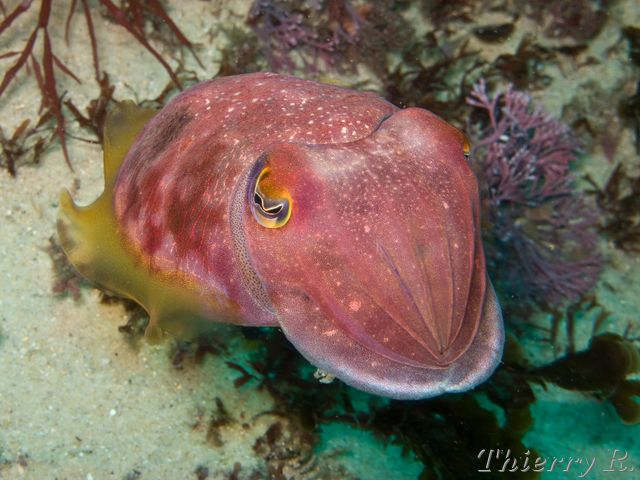 Sepia mestus - Red Cuttlefish - Shark Point - rw_081206-9584.jpg rw_081206-9584.jpg