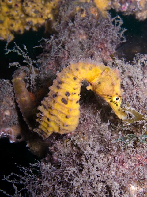 Hippocampus abdominalis - Big-belly Seahorse - Chowder Bay