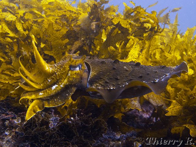 Sepia apama - Giant Cuttlefish - Shark Point