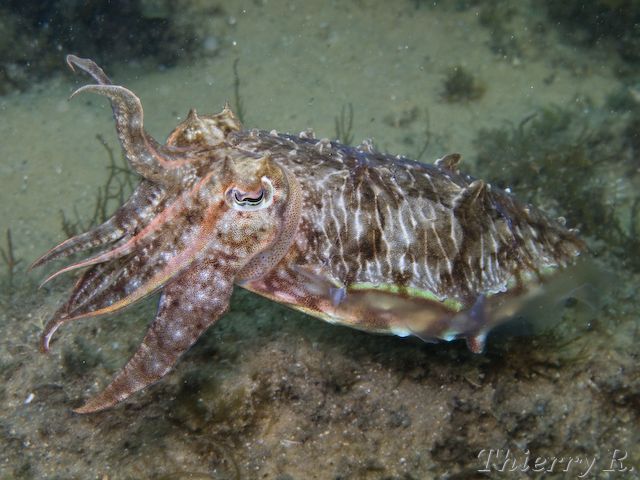 Sepia plangon - Mourning Cuttlefish - Camp Cove