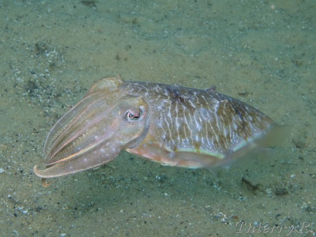 Sepia plangon - Mourning Cuttlefish - Camp Cove